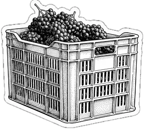 Engraving of a harvest crate full of grapes